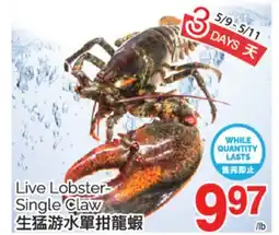 T&T Supermarket LIVE LOBSTER SINGLE CLAW offer