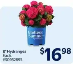 Walmart Hydrangea offer