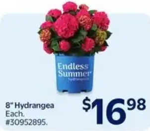 Walmart Hydrangea offer