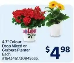 Walmart Colour drop mixed or gerbera planter offer