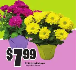 Chalo FreshCo 6 Potted Mums offer