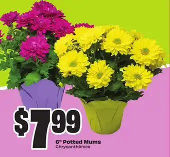 Chalo FreshCo 6 Potted Mums offer