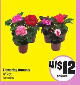 Chalo FreshCo Flowering Annuals 4 Pot offer