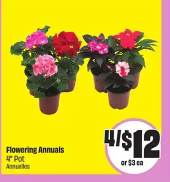 Chalo FreshCo Flowering Annuals 4 Pot offer