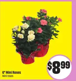 Chalo FreshCo 6 Mini Roses offer
