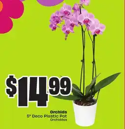 Chalo FreshCo Orchids 5 Deco Plastic Pot offer