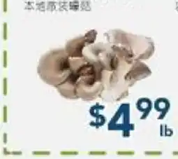Oceans Fresh Food Market Loose Oyster Mushroom offer