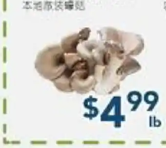 Oceans Fresh Food Market Loose Oyster Mushroom offer