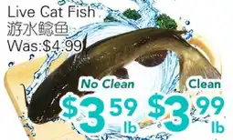 Ample Food Market Live cat Fish offer