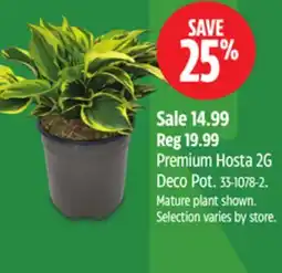 Canadian Tire Premium Hosta 2G Deco Pot offer