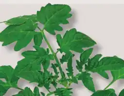 IGA VEGETABLE PLANT offer