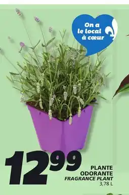 IGA ODORANTE FRAGRANCE PLANT offer