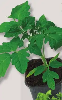 IGA FRESH FINE HERB offer