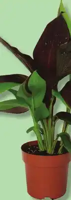 IGA ASSORTIS CANNA, HELECHO DE BOSTON OR HIBISCUS offer