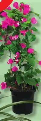 IGA BOUGAINVILLEA TREILLIS offer