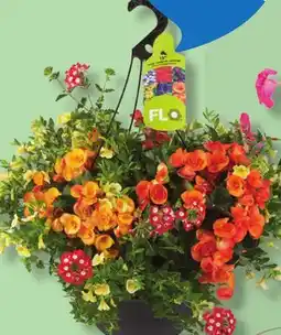 IGA FLORAL HANGING BASKET offer