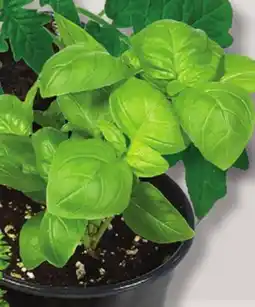 IGA FRESH FINE HERB OR VEGETABLE PLANT offer