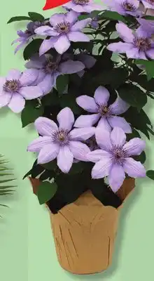 IGA CLEMATIS GARDEN OF MINI ROSES offer