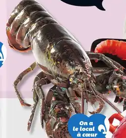 IGA COOKED FRESH OR LIVE LOBSTER offer