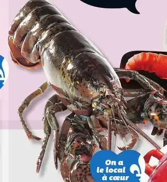 IGA COOKED FRESH OR LIVE LOBSTER offer