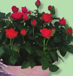 IGA GARDEN OF MINI ROSES offer
