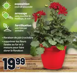 Metro DAHLIA XXL | DAHLIA XXL offer