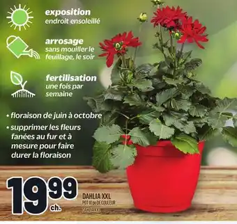 Metro DAHLIA XXL | DAHLIA XXL offer