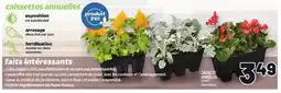 Metro CAISSETTE ANNUELLES | BOX OF ANNUALS offer