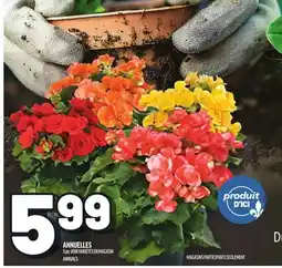 Metro ANNUELLES | ANNUALS offer