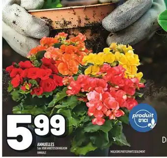 Metro ANNUELLES | ANNUALS offer