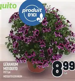 Metro GÉRANIUM MOSQUITO | MOSQUITO GERANIUM offer