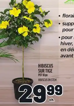 Metro HIBISCUS SUR TIGE | HIBISCUS ON STEM offer