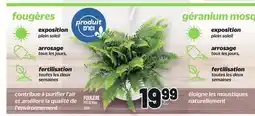 Metro FOUGÈRE | FERN offer