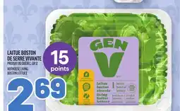 Metro LAITUE BOSTON DE SERRE VIVANTE | HOTHOUSE LIVING BOSTON LETTUCE offer
