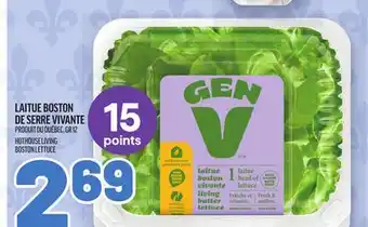 Metro LAITUE BOSTON DE SERRE VIVANTE | HOTHOUSE LIVING BOSTON LETTUCE offer