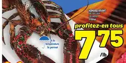 Metro HOMARD VIVANT HOMARD VIVANT | LIVE LOBSTER offer