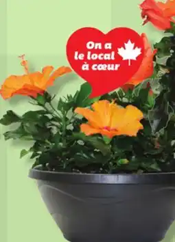 IGA HIBISCUS SUR TIGE 21 cm (8.3 in.) OU HIBISCUS DANS UN BOL 30 cm (12 in.) offer