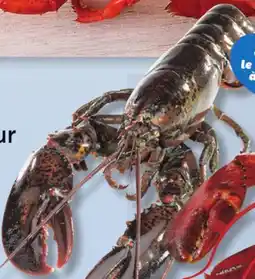 IGA LIVE LOBSTER offer