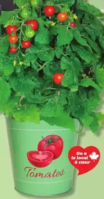 IGA TOMATO PLANT offer