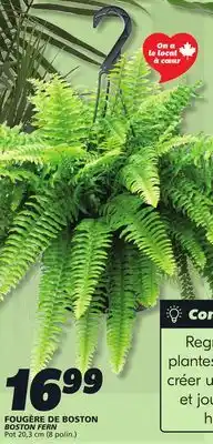 IGA BOSTON FERN offer