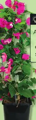 IGA BOUGAINVILLEA TRELLIS offer
