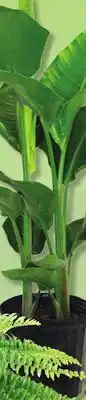 IGA TROPICAL PATIO PLANT PLANTE TROPICALE PATIO offer