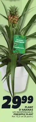 IGA PINEAPPLE PLANT offer