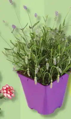 IGA FRAGRANCE PLANT offer