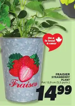 IGA FRAISIER STRAWBERRY PLANT offer