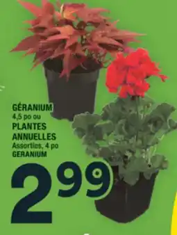 Super C PLANTES ANNUELLES | GERANIUM offer