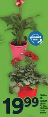 Super C CANNA OU DAHLIA GÉANT offer