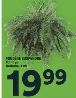 Super C FOUGÈRE SUSPENDUE | HANGING FERN offer