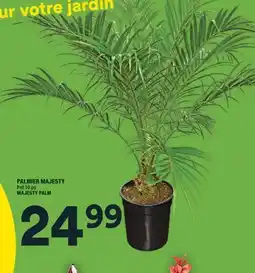 Super C PALMIER MAJESTY | MAJESTY PALM offer