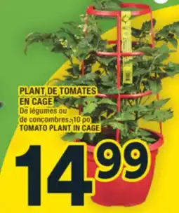 Super C PLANT DE TOMATES EN CAGE offer